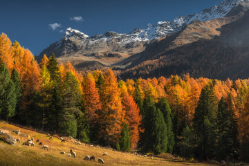 Autumn in Switzerland - Grisons