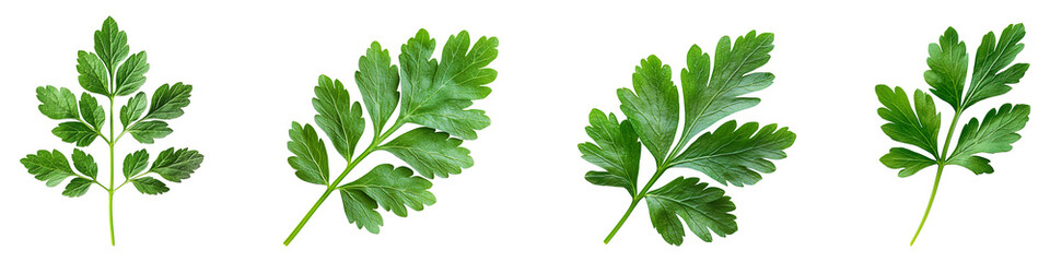 Collection of chervil leaves isolated on transparent background