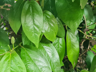 Piper Longum (Piper Retrofractum) plant. Also called Long Pepper. It is a species of climbing shrub of the Piperaceae family. Fruit and leaves are often cultivated for spices and traditional medicine.