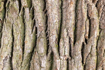 Detailed close-up view of the textured bark of a tree