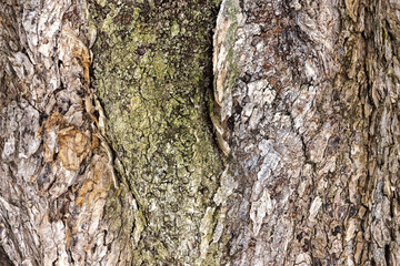 Macro photograph featuring a close-up view of tree bark texture