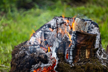 A close-up view of a burning tree stump in a grassy environment
