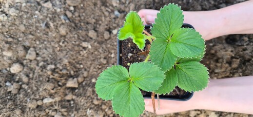Baby girl hands touching green small strawberry plant on dark black