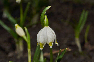 Obraz premium Spring snowflake is blooming. Spring snowflake (lat. Leucojum vernum) is a plant species of the genus Spring snowflake of the Amaryllis family (Amaryllidaceae).