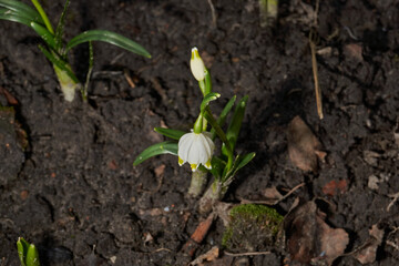 Spring snowflake is blooming. Spring snowflake (lat. Leucojum vernum) is a plant species of the genus Spring snowflake of the Amaryllis family (Amaryllidaceae).