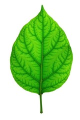 Obraz premium Single large leaf isolated on white background, tree, leaf