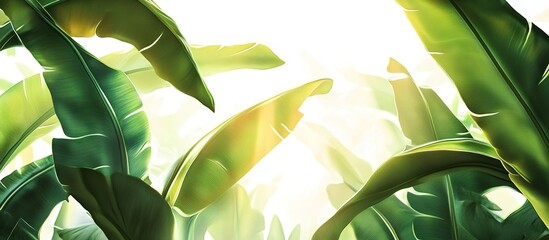 A close-up of banana leaves, with sunlight shining through the leaves and creating soft shadows on the background, creating an atmosphere of freshness and vitality. 