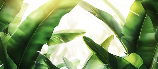 A close-up of banana leaves, with sunlight shining through the leaves and creating soft shadows on the background, creating an atmosphere of freshness and vitality. 