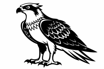 osprey bird line art silhouette vector illustration