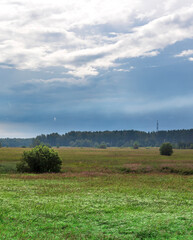 Naklejka premium Field of grass with a few trees in the background