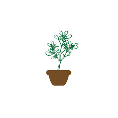 jade plant icon vector image with white background