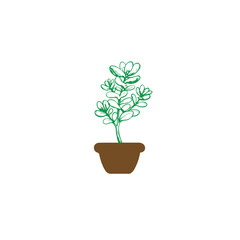 Fototapeta premium jade plant icon vector image with white background