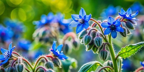 Vibrant Blue Bugloss Flowers, Bristly Plant, Borage Family, Nature Stock Photo