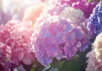 Fototapeta premium Beautiful Close-Up of Hydrangea Blooms in Soft Pastel Colors with Gentle Sunlight Highlights and Lush Green Foliage in a Serene Outdoor Setting
