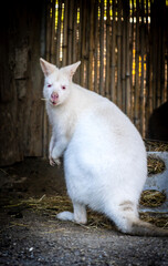 A white kangaroo is standing in straw, looking funny to the camera