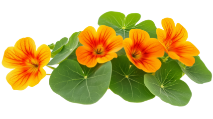 Nasturtium flowers and leaves on transparent background