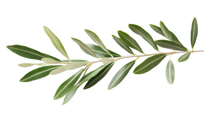 Olive branch with fresh green leaves on transparent background