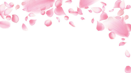 Cherry background, sakura,Rose petals  vector background