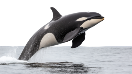 Killer whale jumping out of the water with transparent background