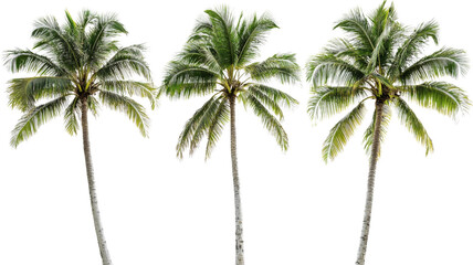 Three coconut palm trees swaying gently on transparent background