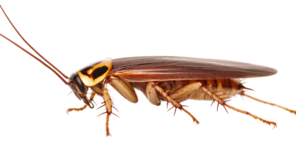 Australian cockroach walking on transparent background