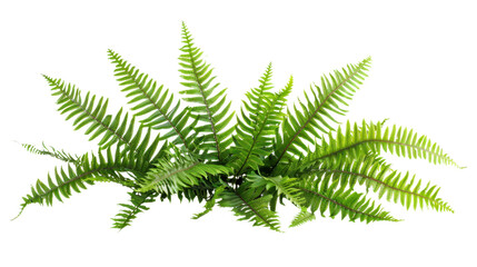 Vibrant green fern leaves creating natural lushness on transparent background