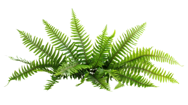 Vibrant green fern leaves creating natural lushness on transparent background