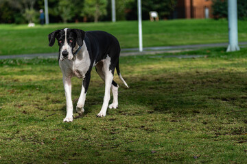 Great Dane dog
