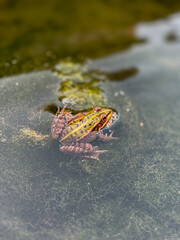 Frog floats gracefully in a clear pond surrounded by algae. Perfect for illustrating aquatic wildlife, natural ecosystems, and amphibian habitats