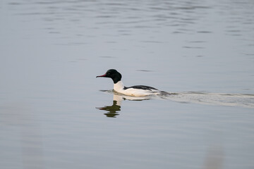 A large guinea fowl swims on the surface.
