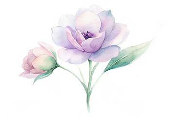 Beautiful Watercolor Flowers Roses, Ranunculus and Hibiscus Design