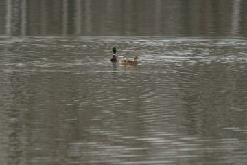 A male and female duck swim in the water of a lake.
