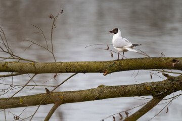 Seagull on a fallen tree trunk with a lake in the background.
