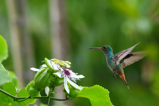 Colibr&iacute; volando hacia pasiflora 