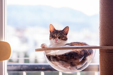 A curious tabby cat rests comfortably on a window-mounted hammock, enjoying the sunlight. Its green...