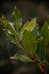 Close-up of vibrant green leaves of bay leaf on a branch, illuminated by soft natural light. The background is blurred, highlighting the intricate details of the leaves.