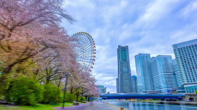 横浜みなとみらいの桜並木とビル街（ハイパーラプス撮影）