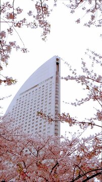 横浜みなとみらいの桜風景（縦型ビデオ）