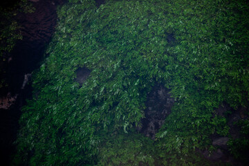 Lush green leaves sway underwater in a river, creating a serene, fluid pattern. The gentle currents shape the vibrant foliage over the rocky riverbed.