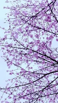 桜並木の下から見上げる満開の桜（縦型ビデオ）