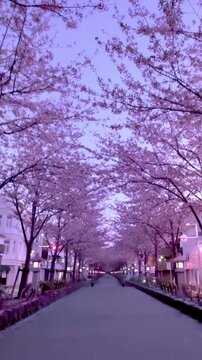 鎌倉段葛の桜並木を早朝に歩く（縦型ビデオ）
