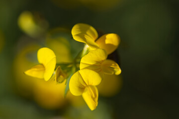 close-up lotus corniculatus, close-up yellow flowers, close-up flower, summer flowers on the meadow...