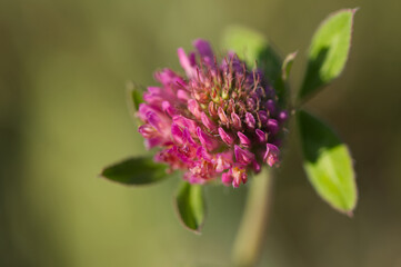 close-up red clover, close-up flower of red clover, beautiful pink flower, pink filigree petals surrounded by a green background, small green leaves