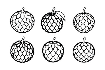 Custard Apple – Annona reticulata line art vector illustration