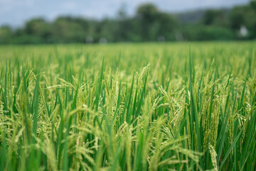 Lush green rice fields with thriving rice plants in the countryside, reflecting food security and agricultural sustainability
