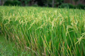Lush green rice fields with thriving rice plants in the countryside, reflecting food security and agricultural sustainability