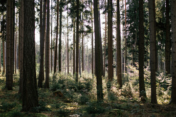Sunlight filters through tall trees in a serene forest during mid-morning hours