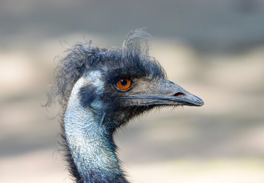 emu close up