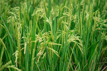 Lush green rice fields with thriving rice plants in the countryside, reflecting food security and agricultural sustainability