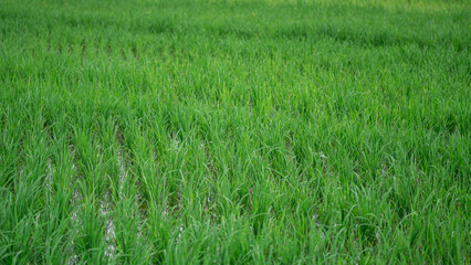Lush green rice fields with thriving rice plants in the countryside, reflecting food security and agricultural sustainability